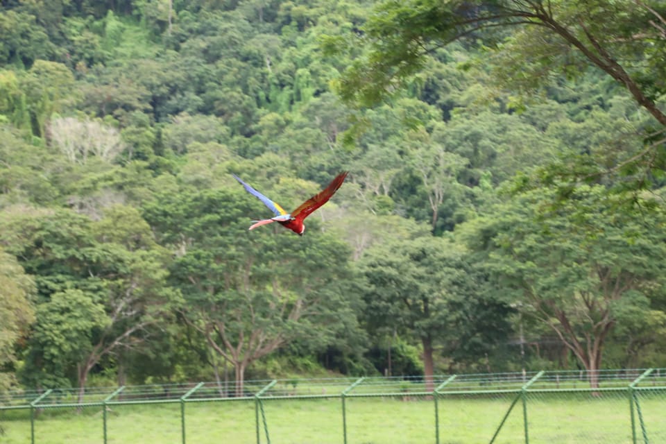 Macaws mid air with a bid of top colors showing