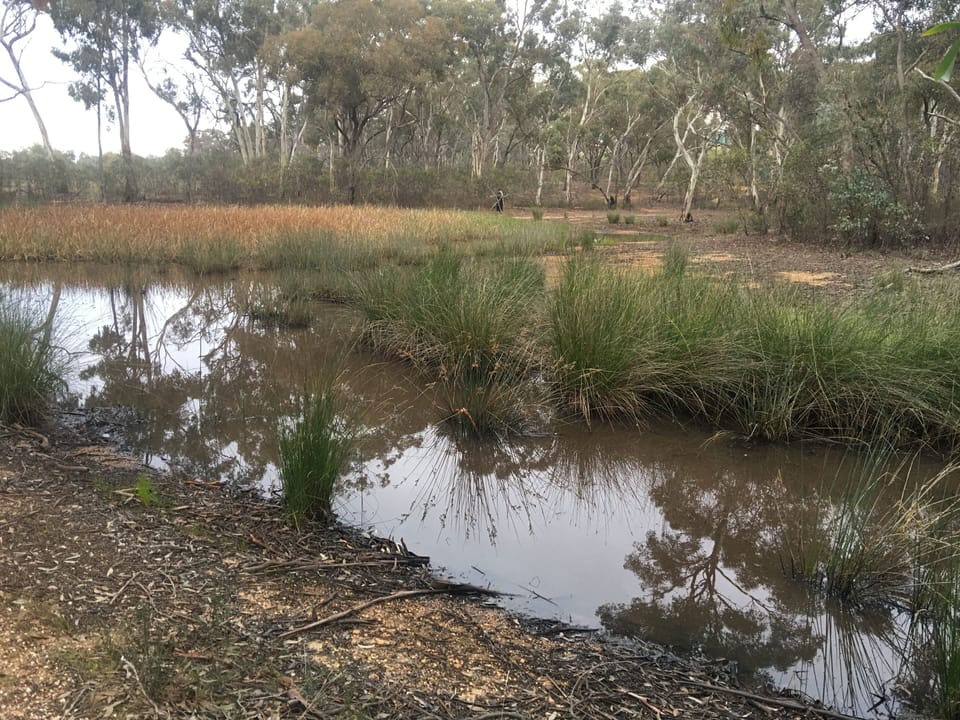 Dam on bush track.