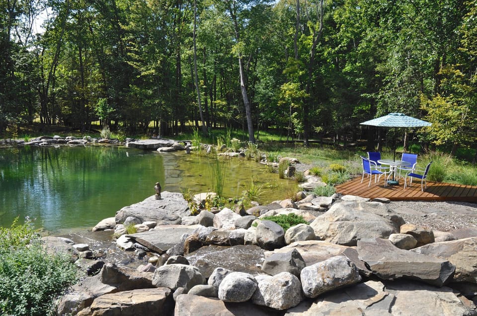 Some of the plants at the pond/pool that filter the water naturally.