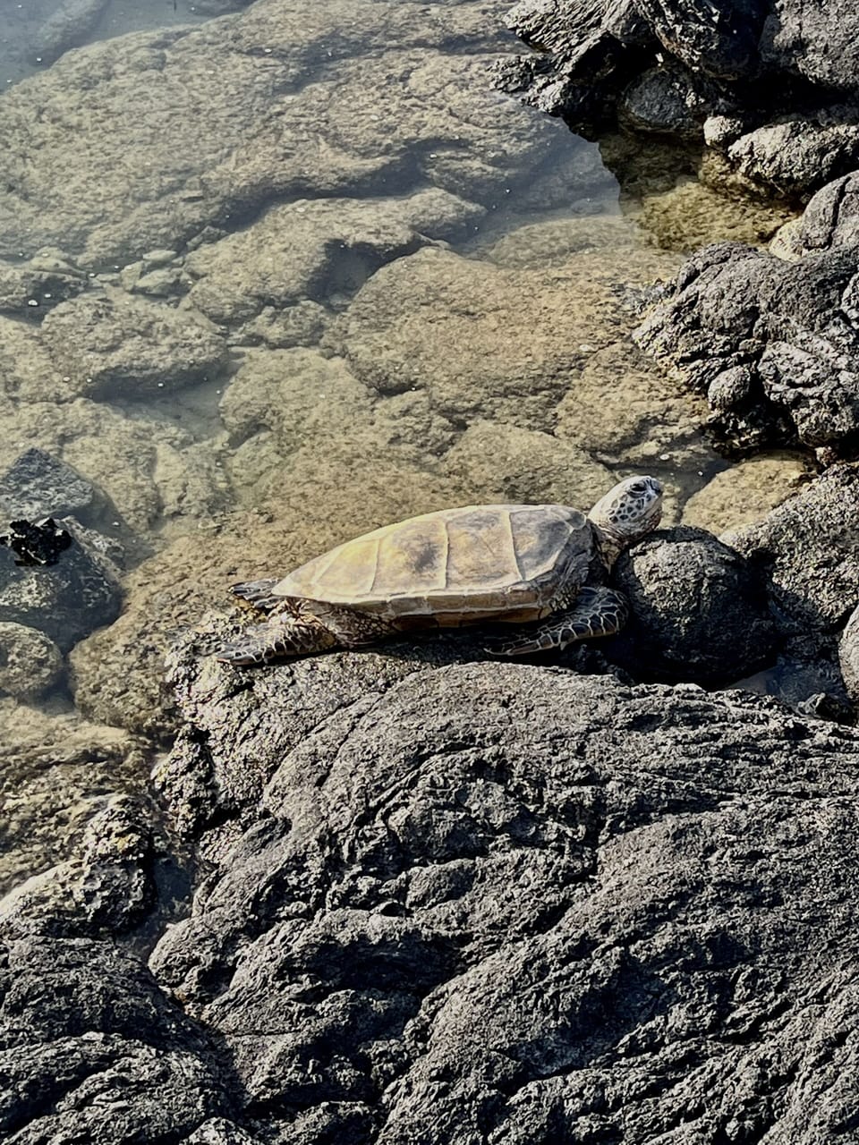 Sea turtles often stop by for a visit!