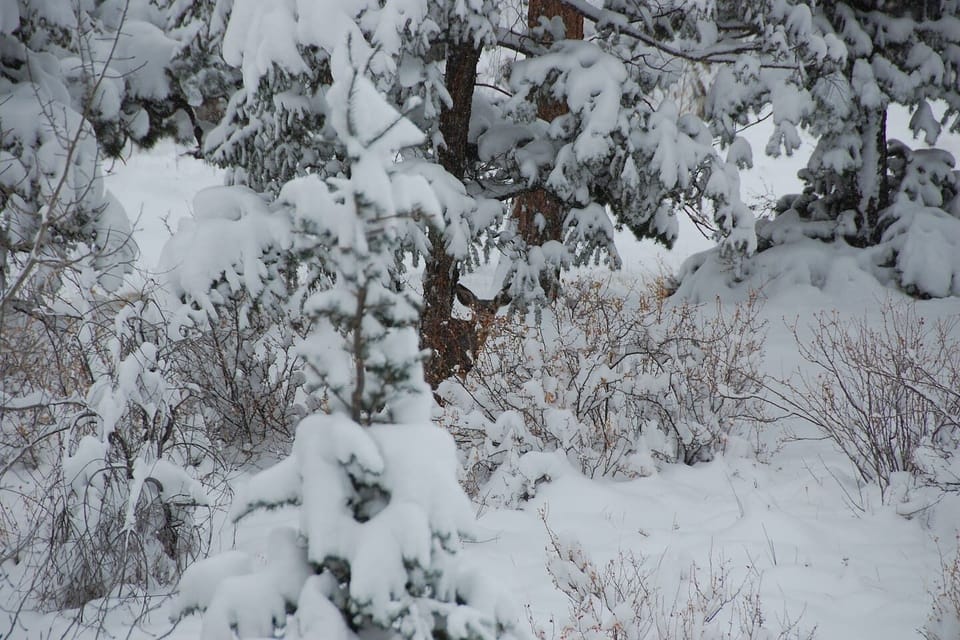 Can you spot the visitor in the middle of this picture?