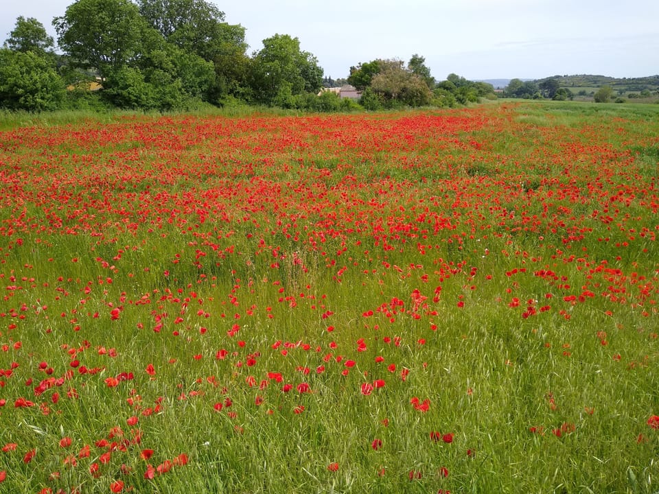 Poppey fields in May.