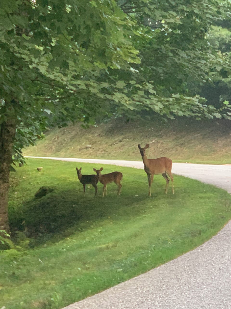 Beautiful nature walks or drives in the area with plenty of animal friends.