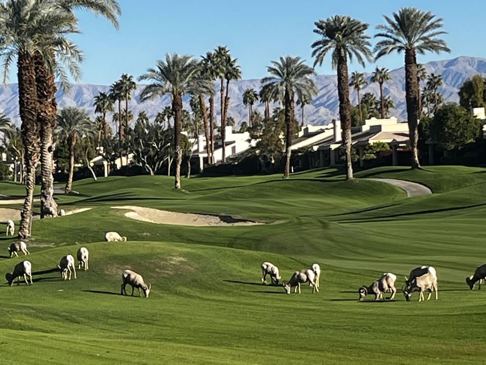 East facing view from patio.  Palmer 11th fairway….and Big Horn sheep