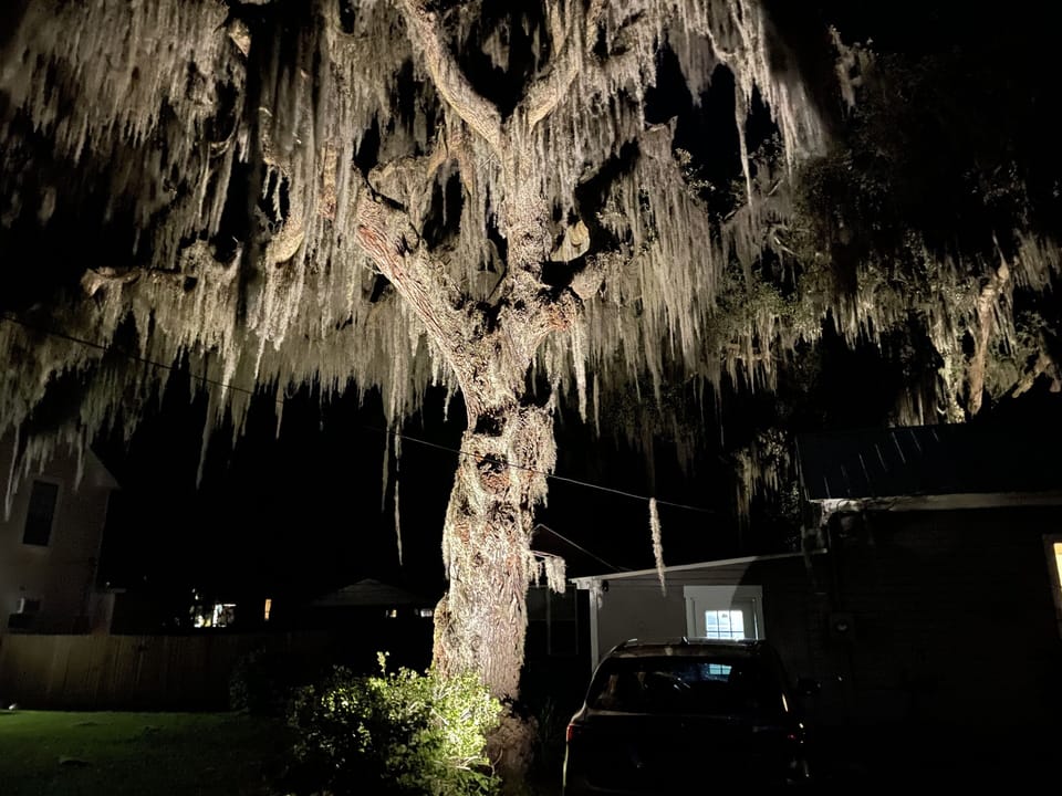 Front yard oak tree