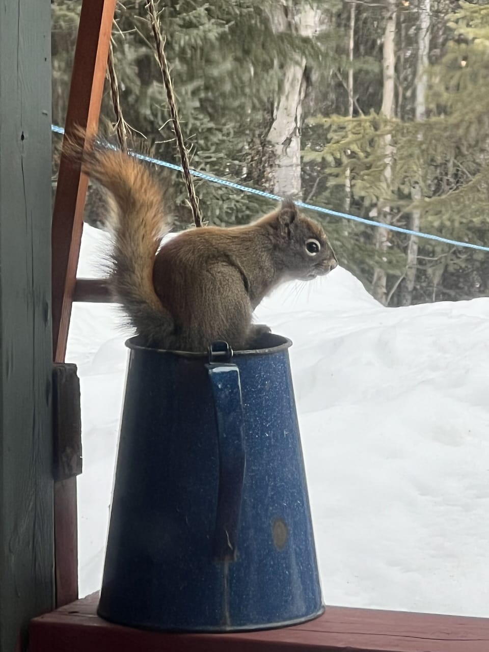 “Brighty”. Our local squirrel! 🤣10th generation!  