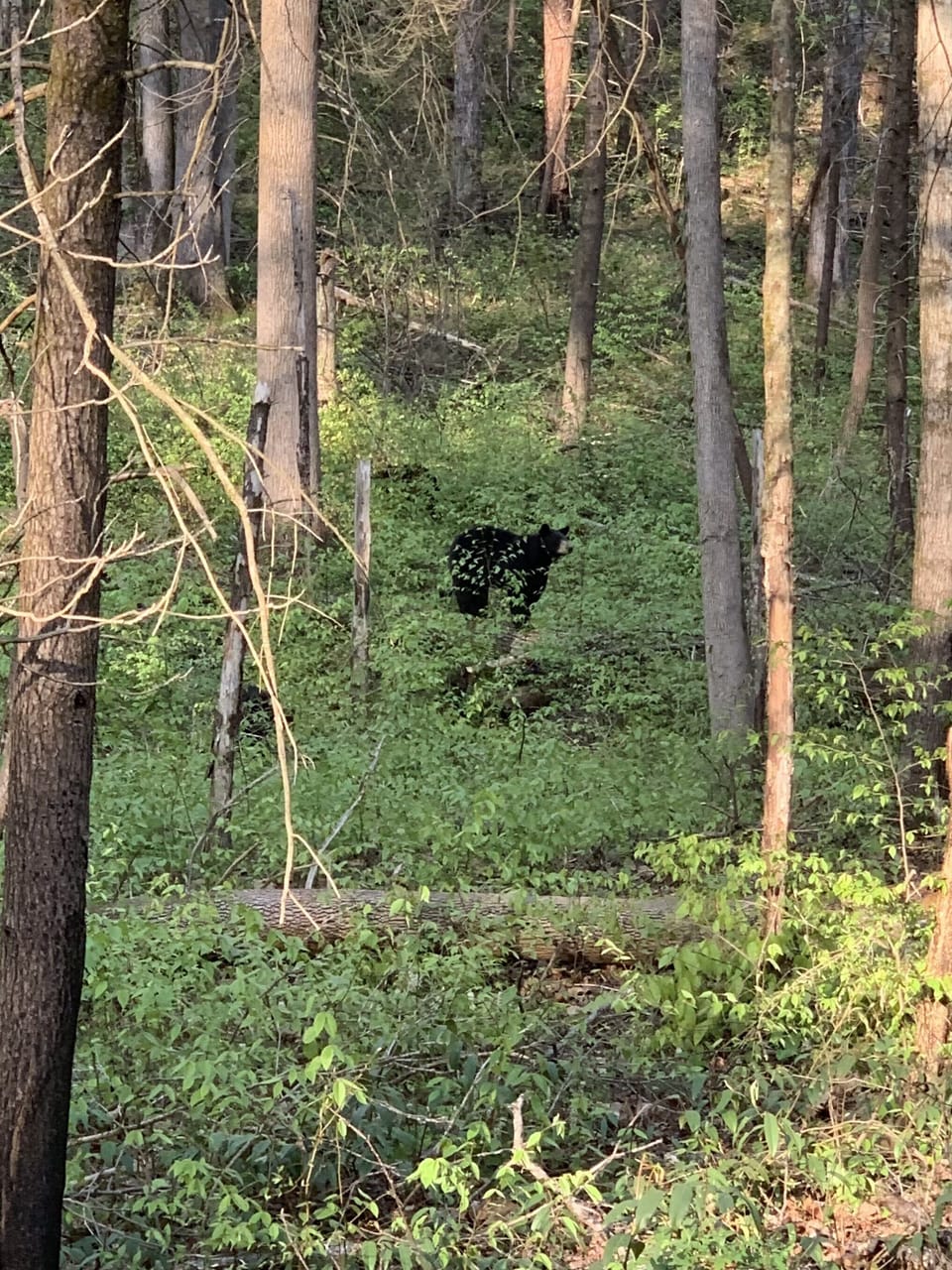 Local visitor