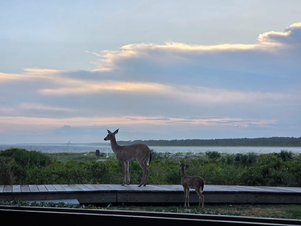 mama deer and baby eating off the deck during nightfall




