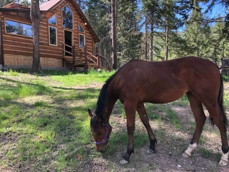 Our yard horse Rainey 