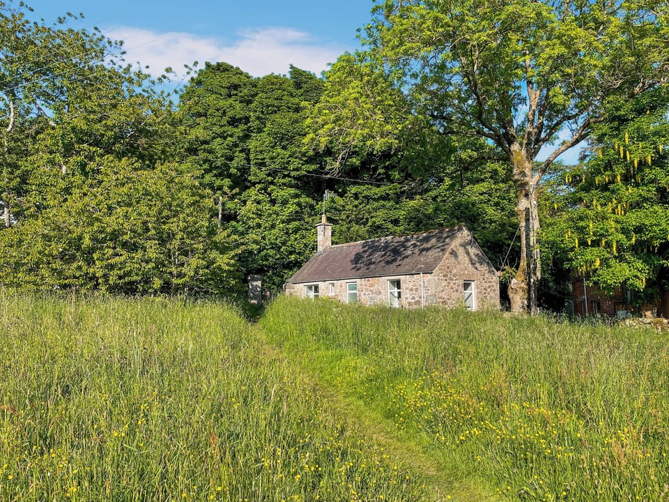 NTS wild flower meadow | Craigrannoch Cottage, Rockcliffe