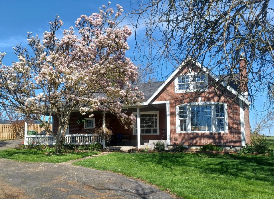 In the spring, the magnolia tree decorates the lawn with beautiful flowers. 
