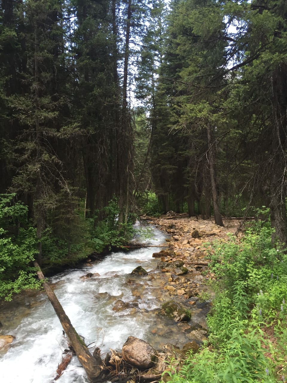Fox Creek