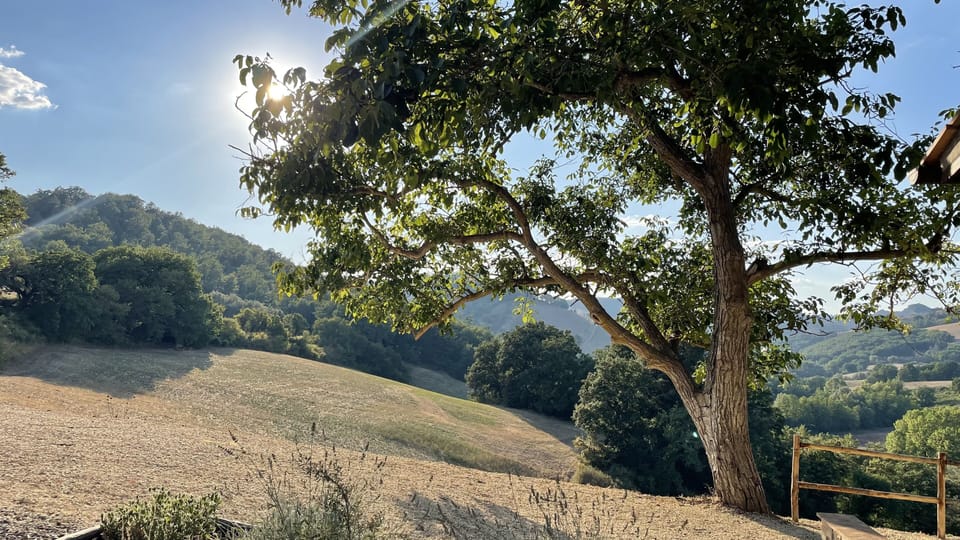 The walnut tree