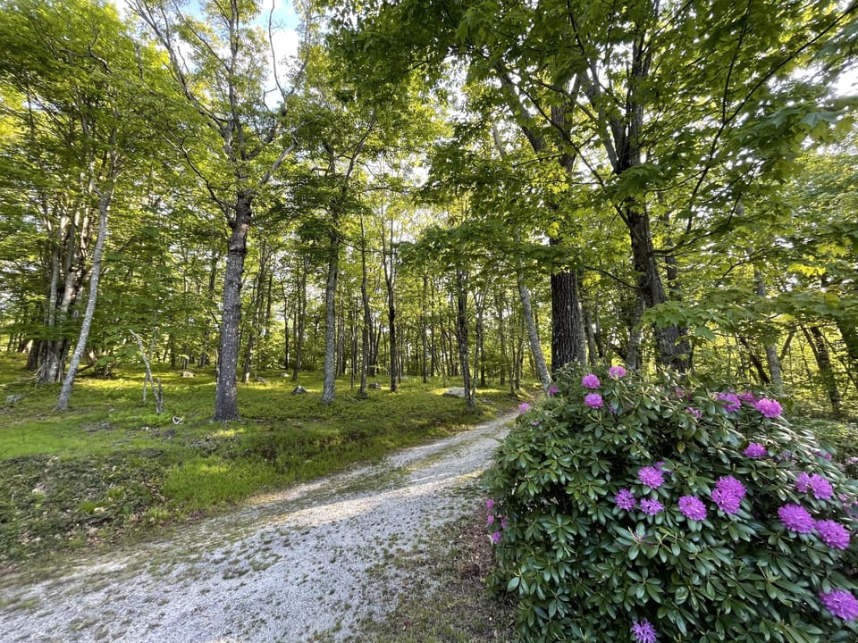 Kids can follow the trail in our front yard forest and find our "gem mine."