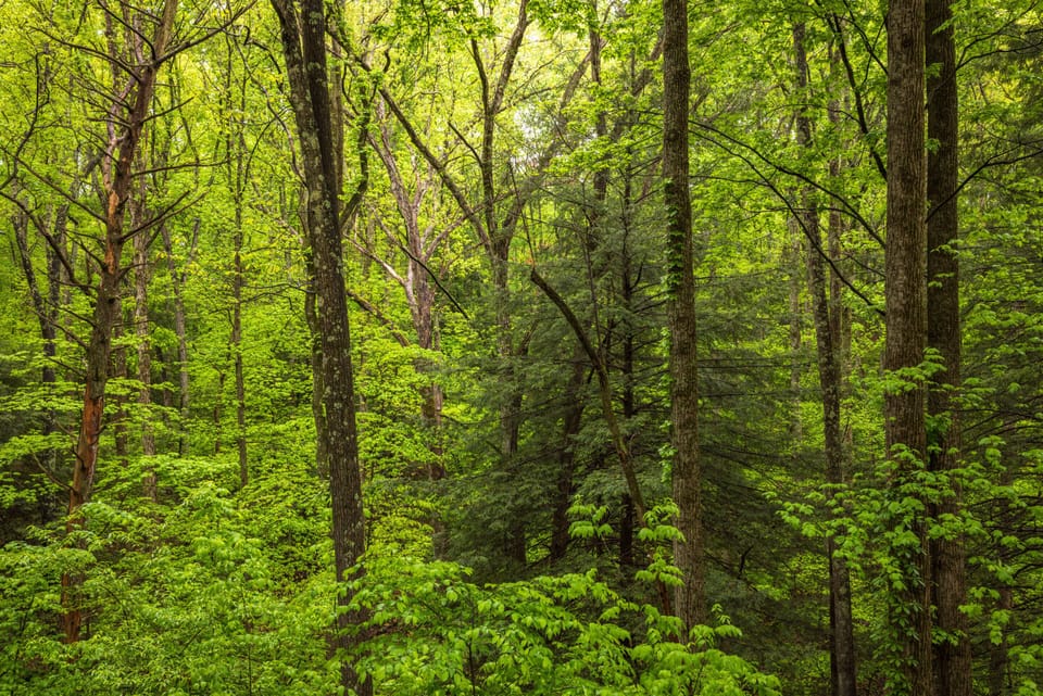 Part of the Forest - Leaning Tree