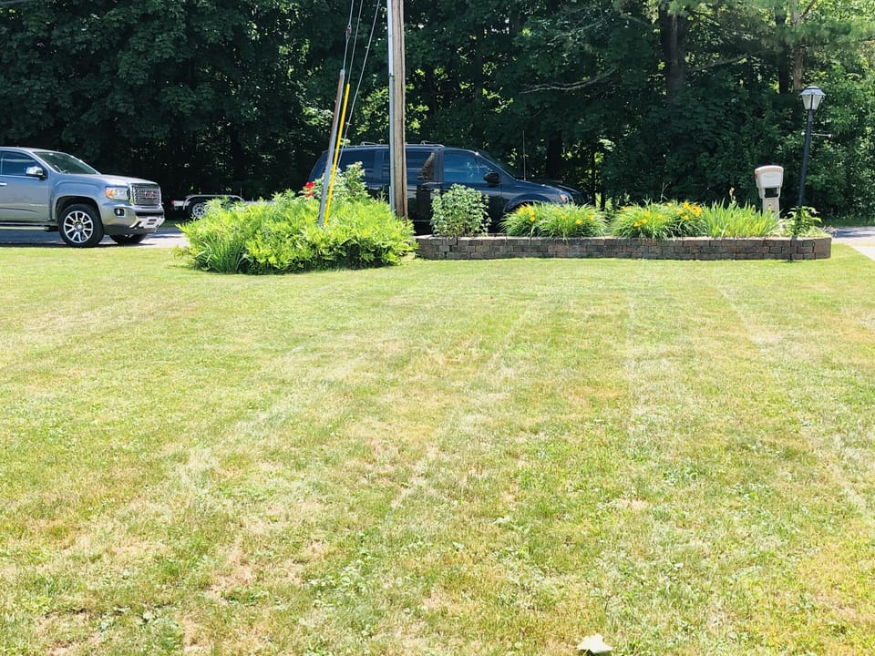 Backyard - Roadside