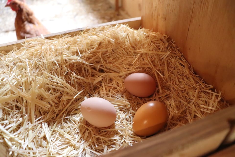 Fresh eggs from the farm