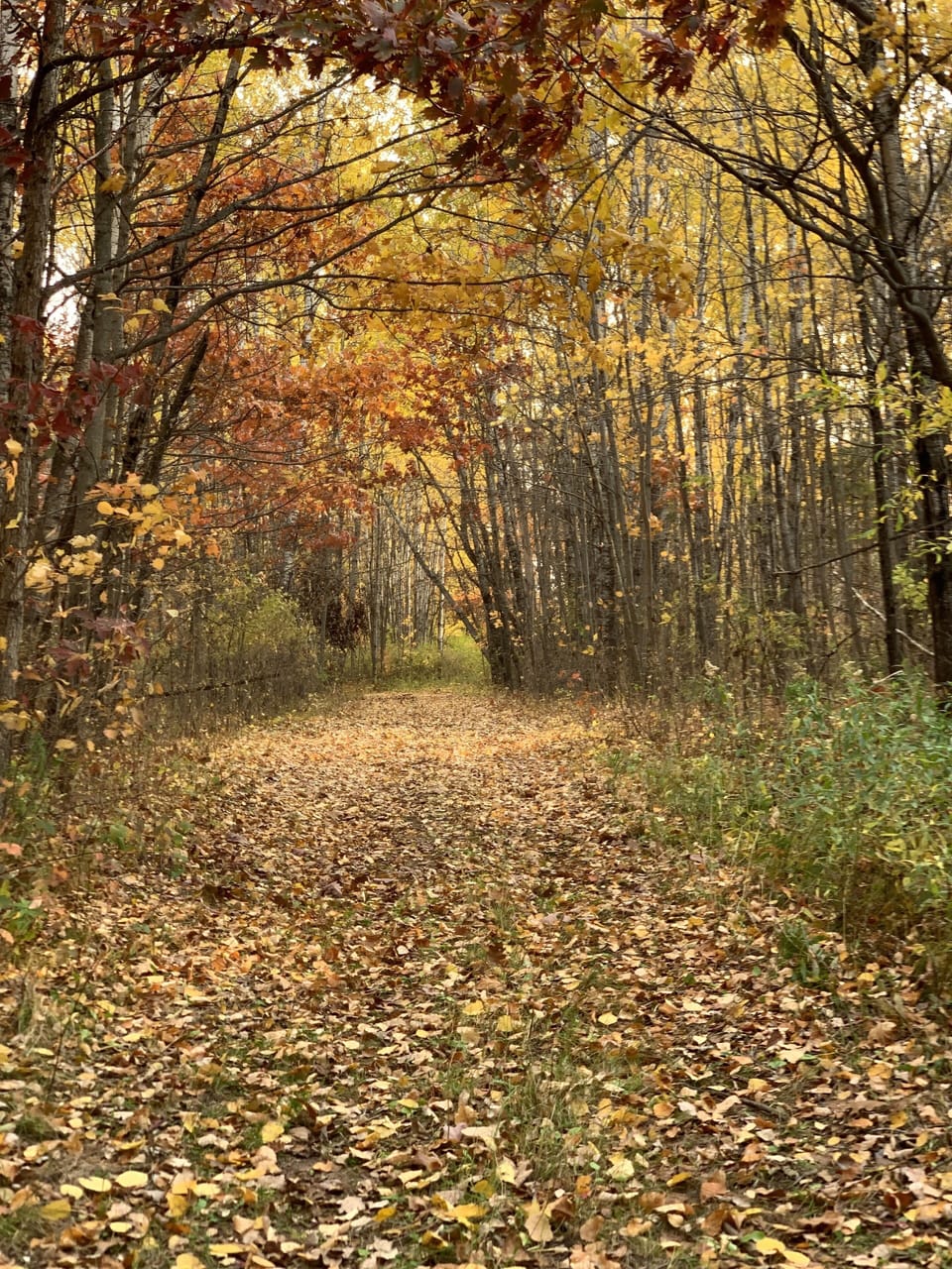 Hiking trail by the horse pasture.