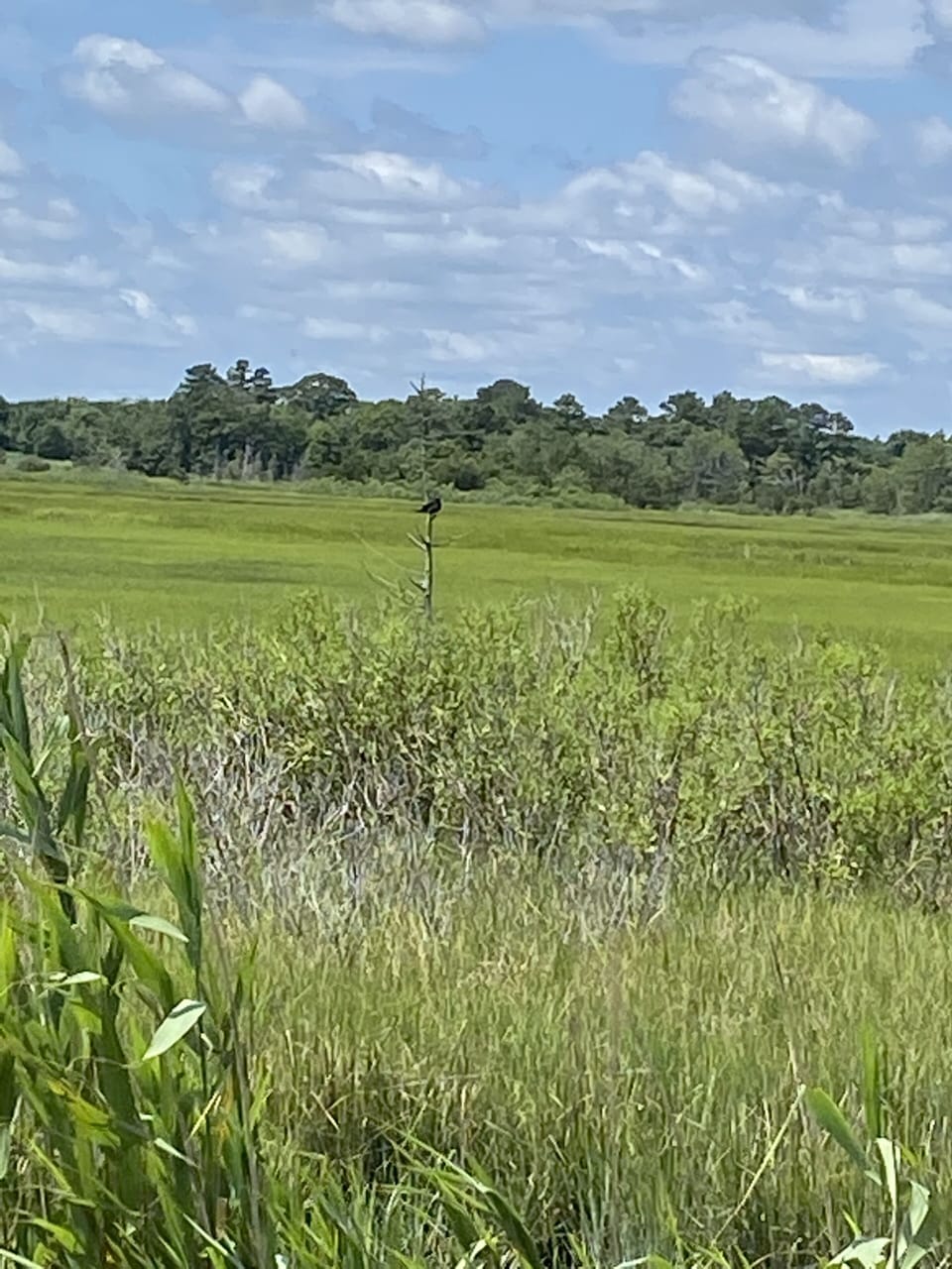 Great bird watching nearby. Picture at Cape Henlopen State Park.