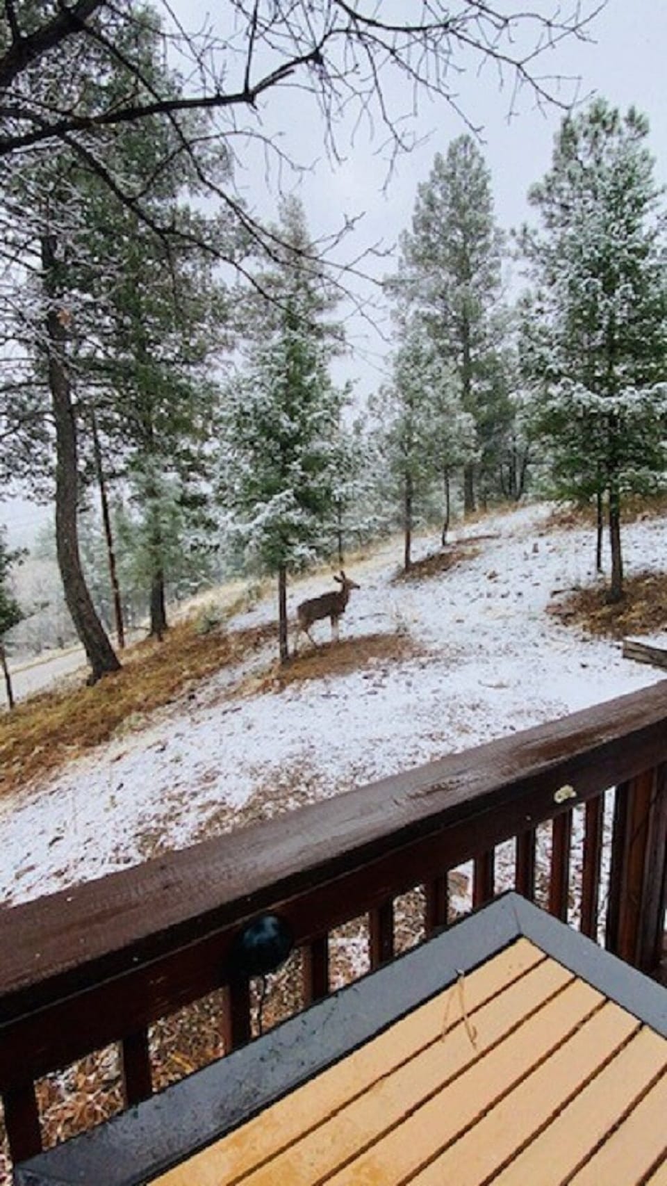 Deer in the snow just feet away from the back deck