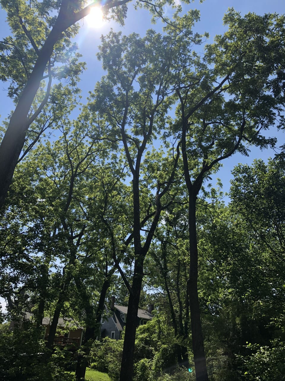 Dappling Sunlight through trees in the South/West facing yard