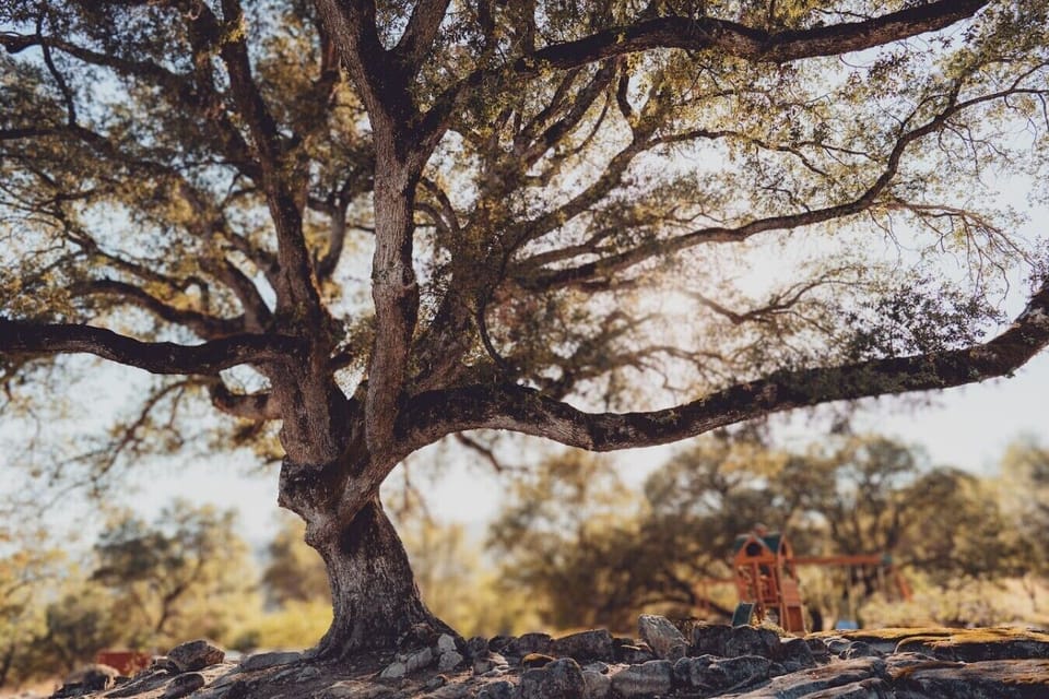 Five private acres of oaks, boulders, and room to roam. Kids find the playset on their own.