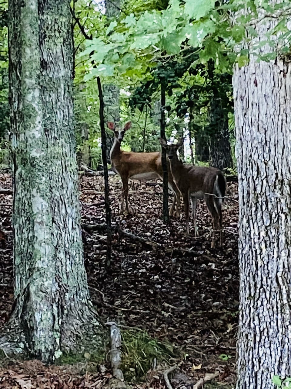 Always find deer around