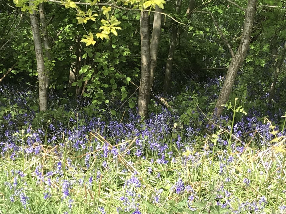 Bluebells on a walk