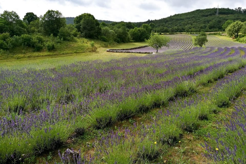 Lavender fields near Dutovlje
