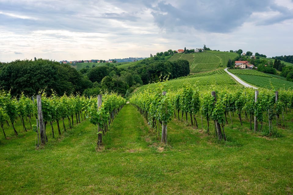 Vineyards of the eastern Slovenia