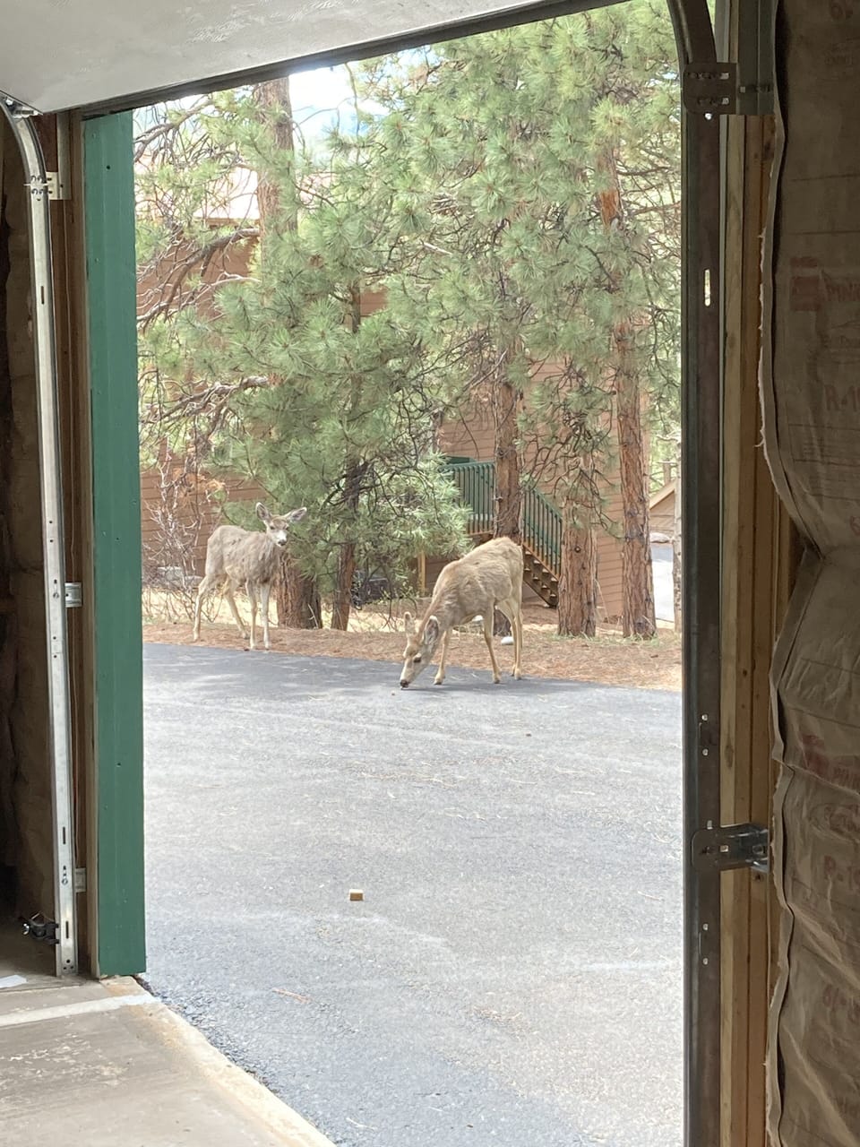 Local visitors