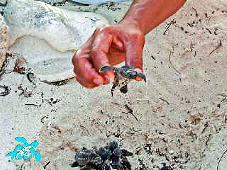 Our Local Beaches Are Known for Being Key Turtle Nesting Grounds