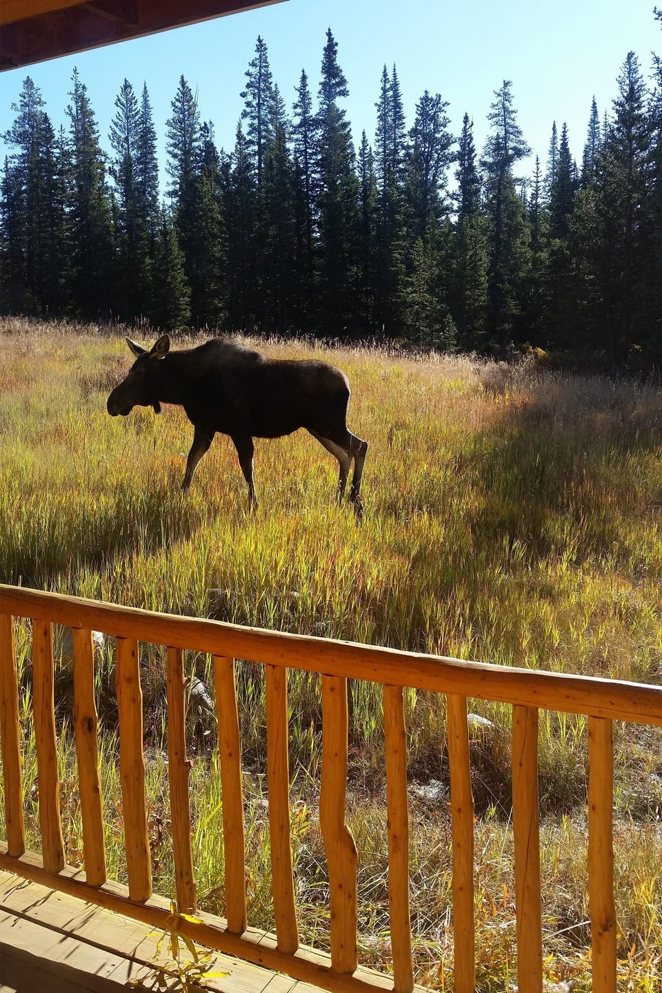 Potential Wildlife Sighting