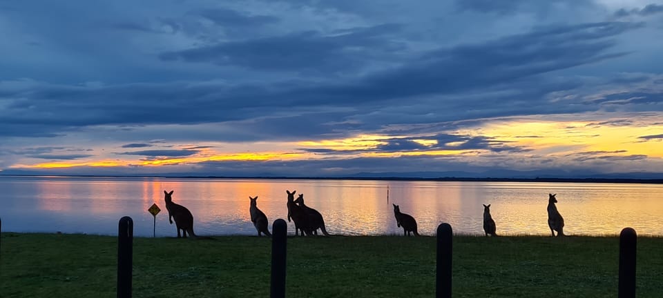 Local Wildlife