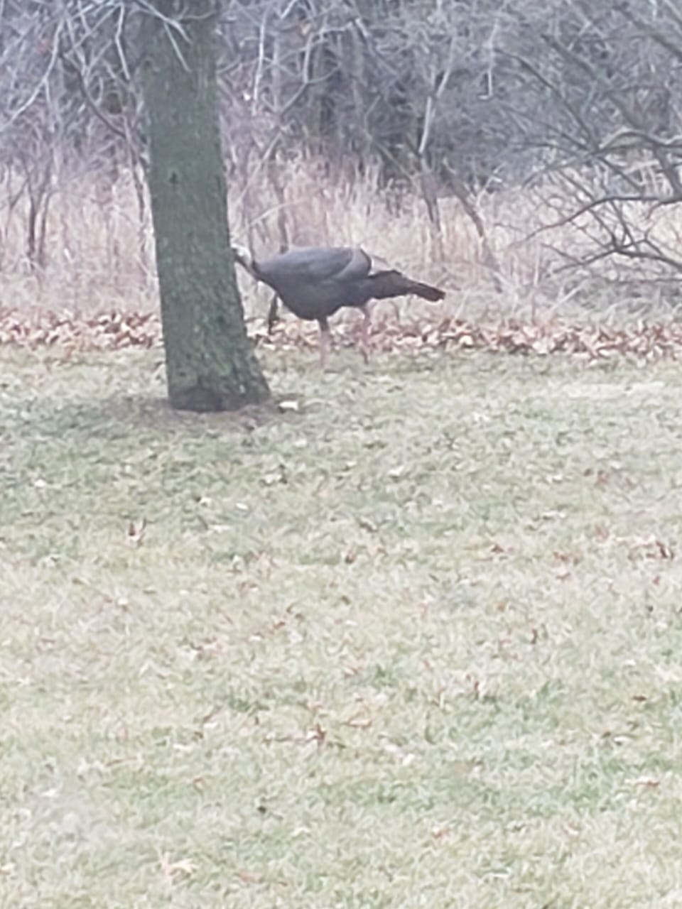 Just teasing me. No where to be found on opening weekend.  There's plenty of em.