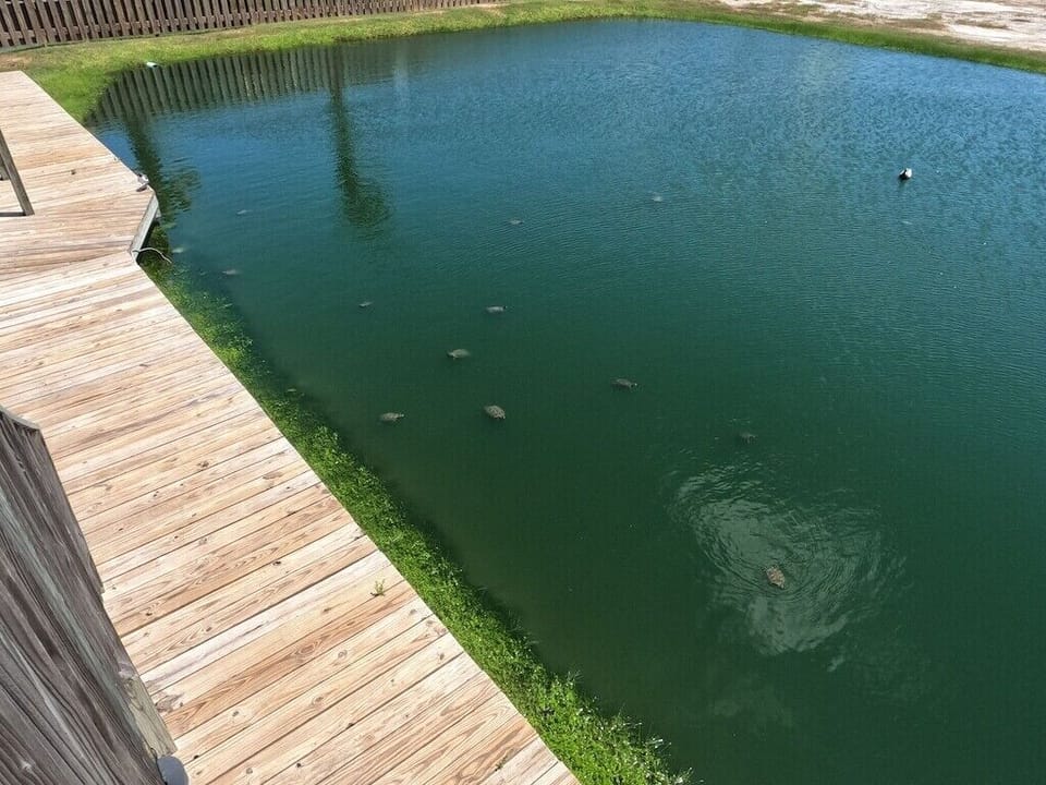 View of turtles in the pond from the deck. Lots and lots of birds visit the pond