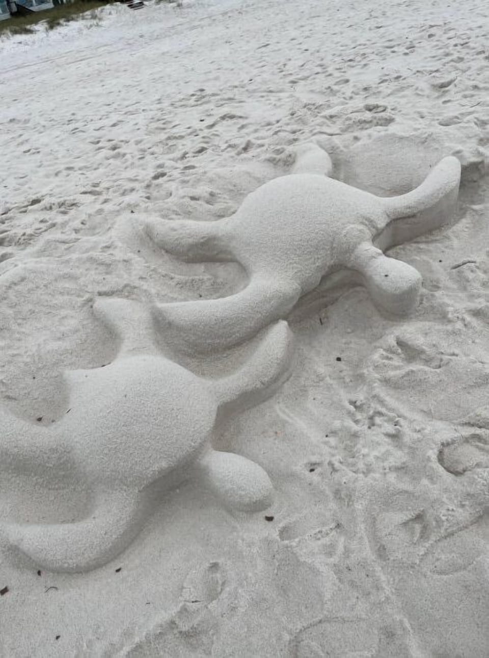 You never know what you'll see in the sand