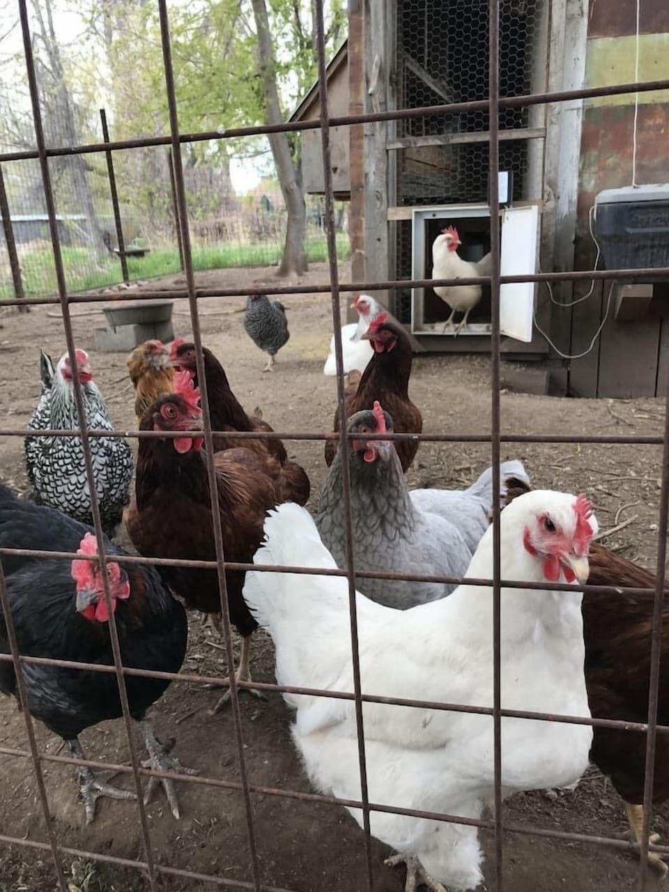 Chickens