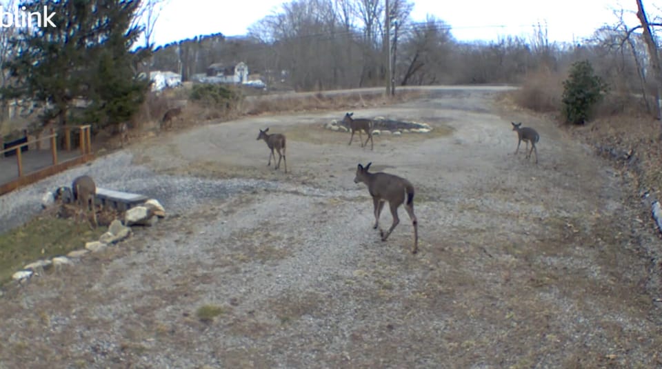 Typically every morning and at dusk, you will get to see four-legged neighbors.