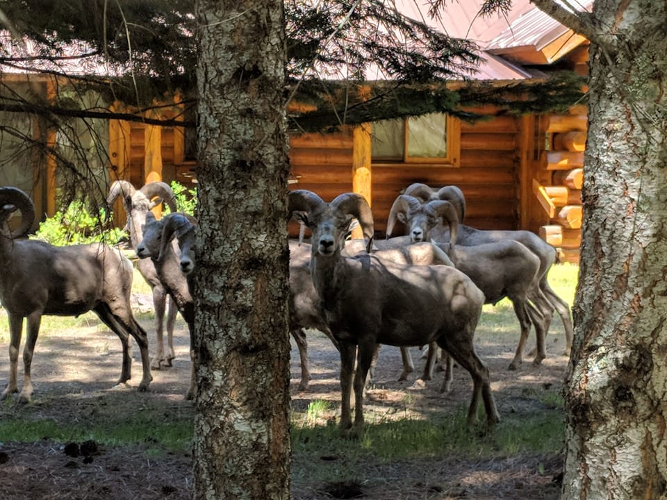 Big Horn Sheep bachelor herd wondering what we are doing in "their" yard.