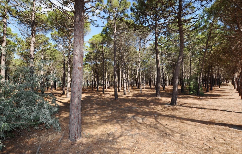 area