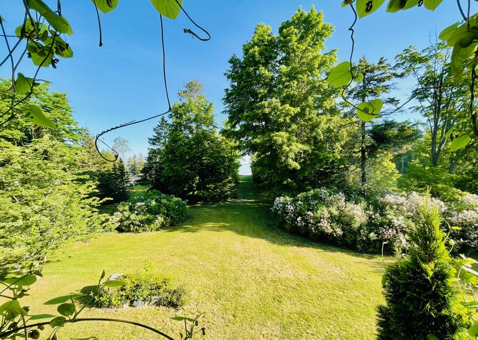 Large yard with lots of lilacs in the spring!