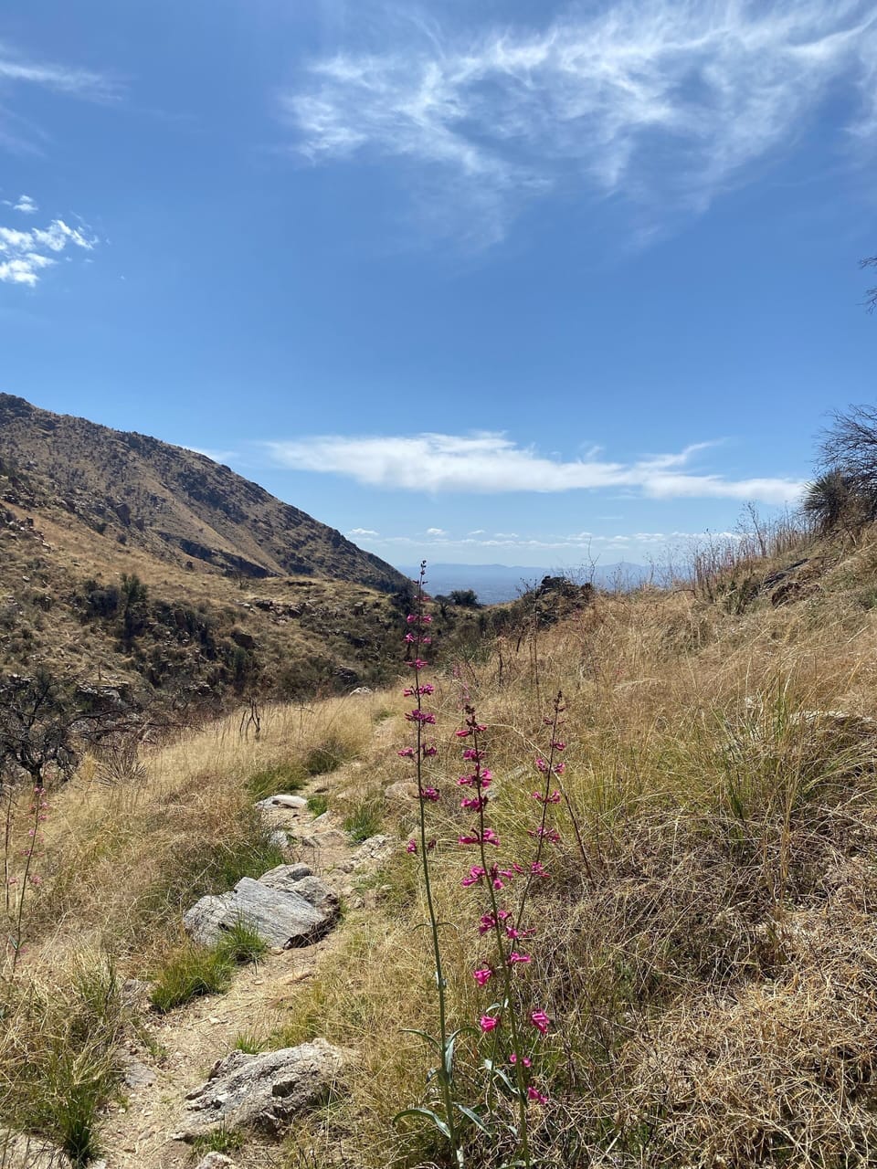Ventana canyon hike starts near condo (April)