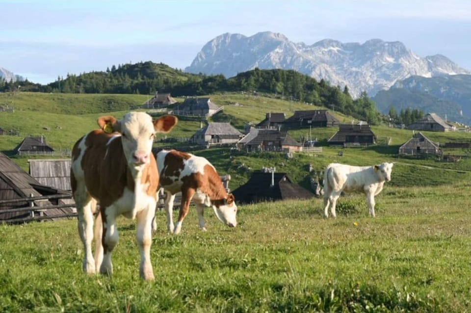 Velika planina 