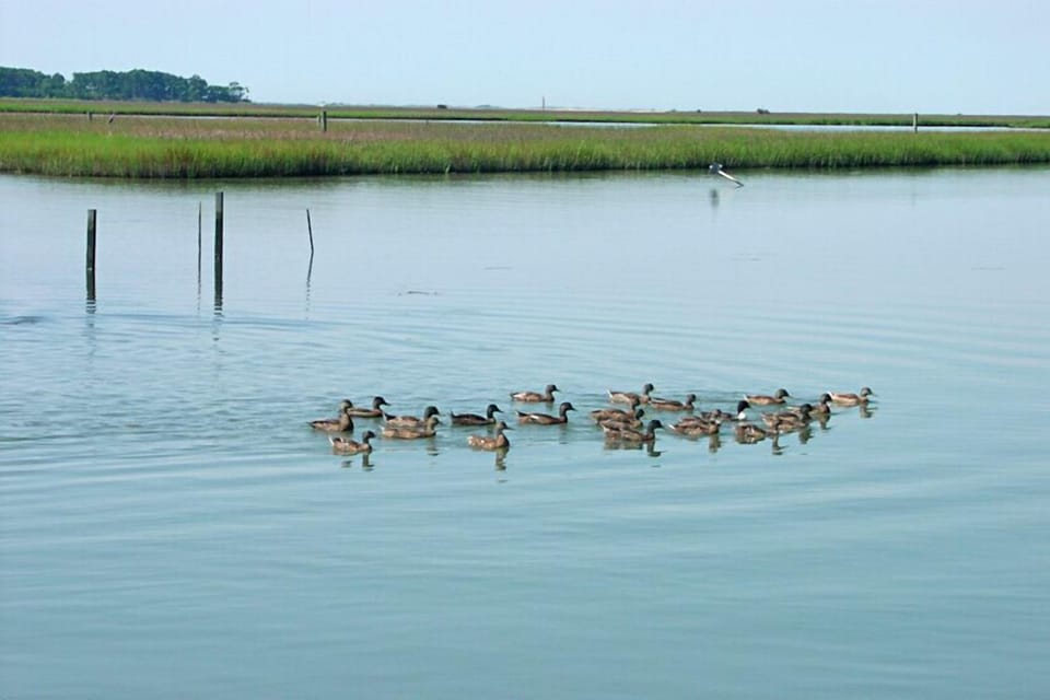 Perfect Location for Birdwatching 