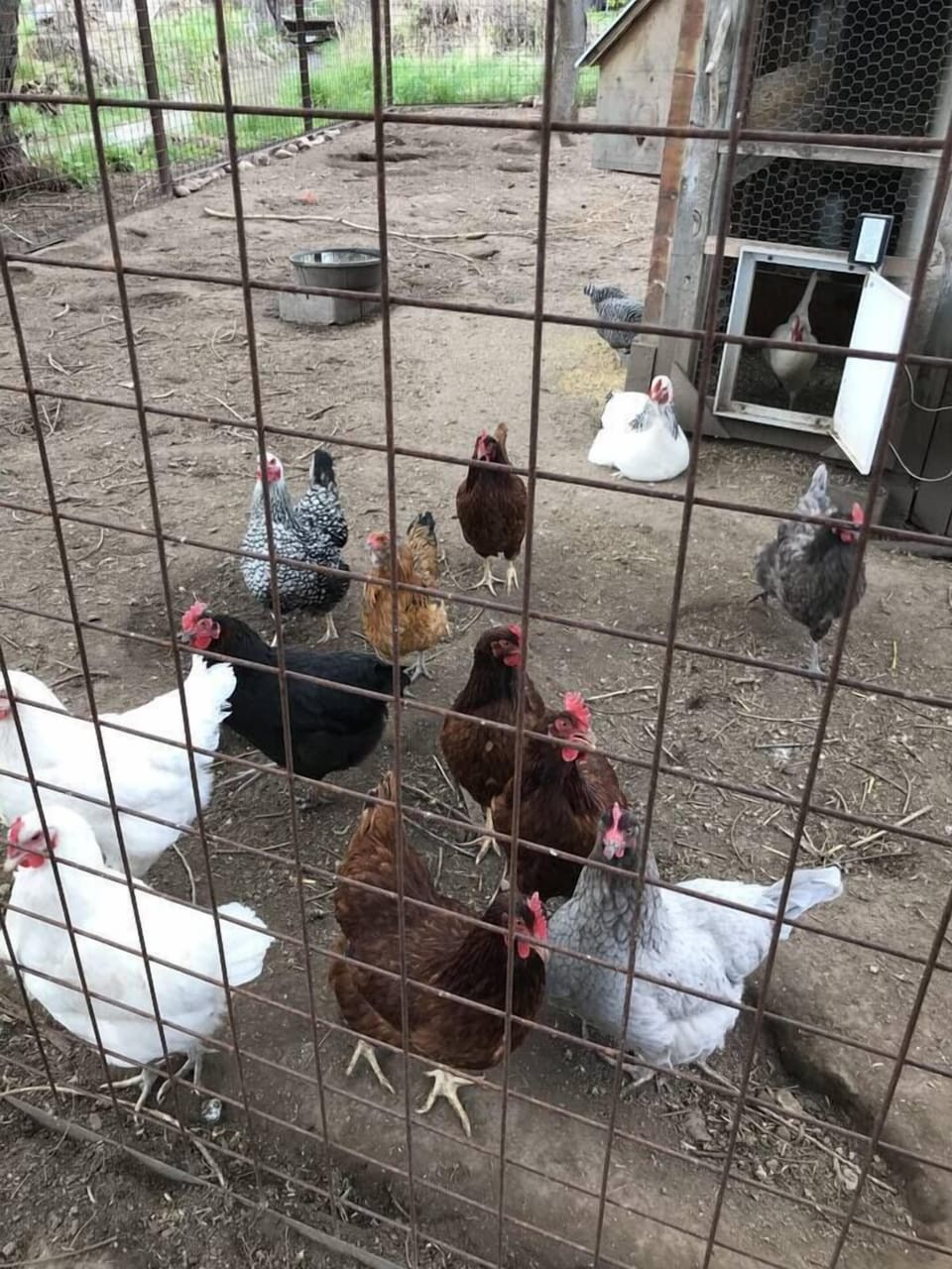 Chickens