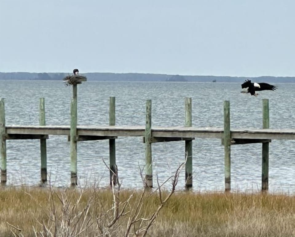 Perfect for Birdwatching!