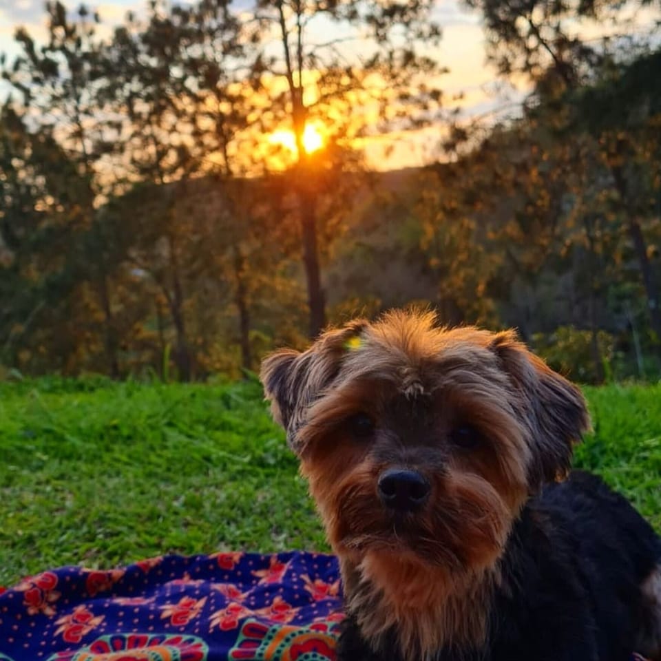 Pet-friendly