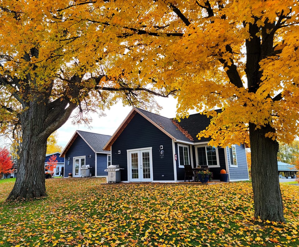 Sparrow Finch Yellow Leaves