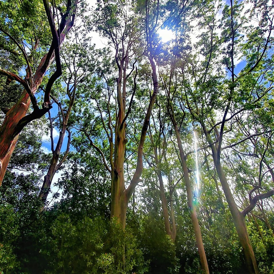 Rainbow Eucalyptus Forest in Huelo